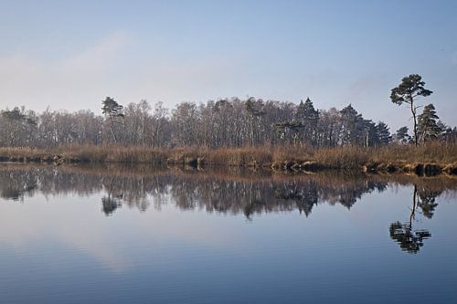 Ven in Groote Peel National Park