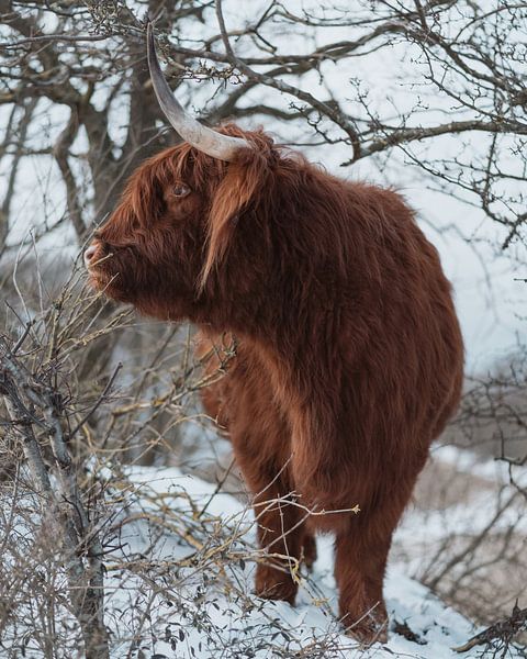 Scottish Highlander in the snow by Jonai