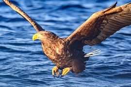 Seeadler auf der Jagd in einem Fjord in Norwegen von Sjoerd van der Wal Fotografie