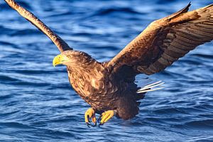 Seeadler auf der Jagd in einem Fjord in Norwegen