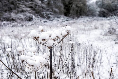 prachtig sneeuwlandschap op  Sandwijck in de Bilt