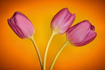 Drie bloeiende tulpen van Heiko Kueverling