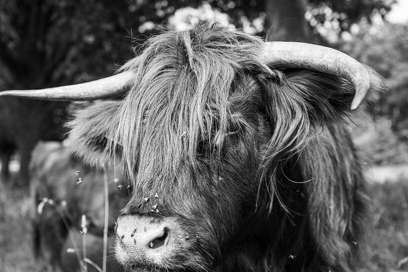 Beef 3 by Bas Schneider