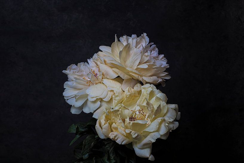 peony by Anne Marie Hoogendijk