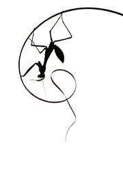 Gottesanbeterin zum Goldenen Schnitt von Kris Hermans