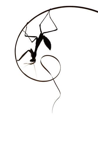 Bidsprinkhaan op gulden snede