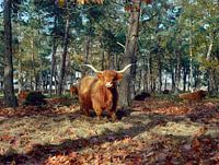 Schotse hooglander