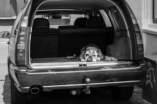 Bulldog with a Croissant