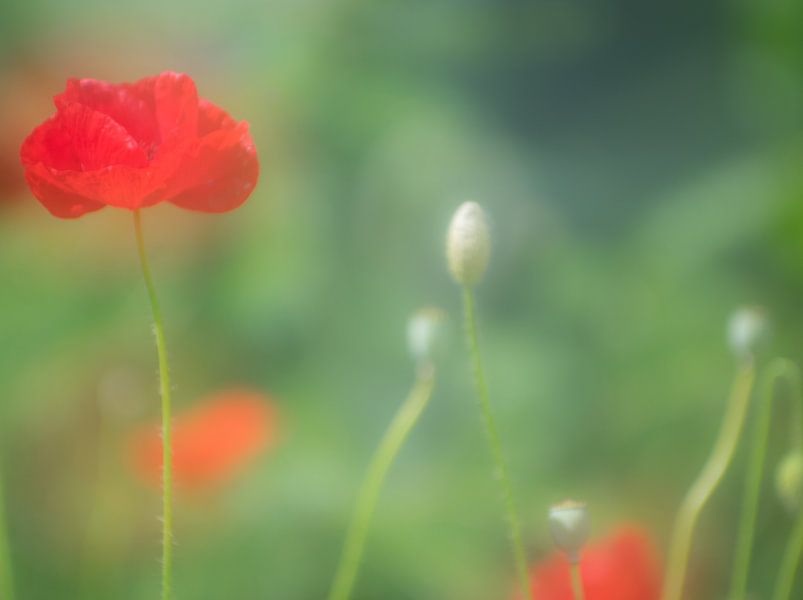 Mohn von Minie Drost