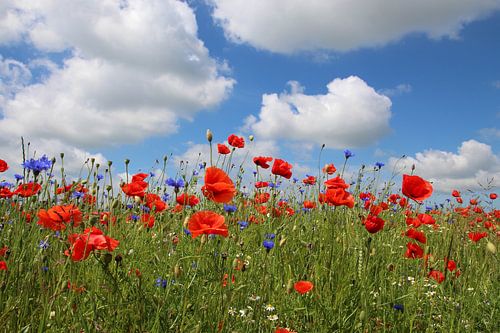 Im Sommerfeld von Ostsee Bilder