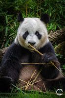 Großer Panda