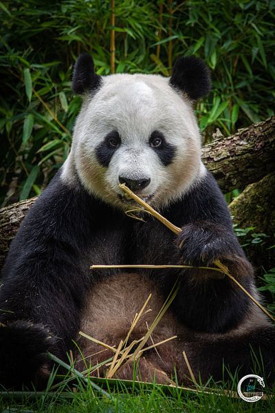 Giant panda by Kimberly de Jager
