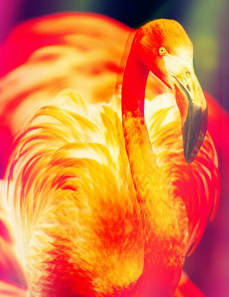 De Flamingo by Didden Art