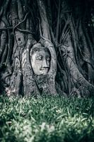 Wat Mahathat, Buddha im Baum, Ayutthaya Thailand