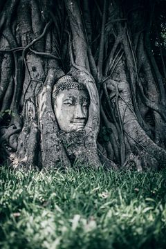 Wat Mahathat, Boeddha in boom, Ayutthaya Thailand van Kim van Dijk