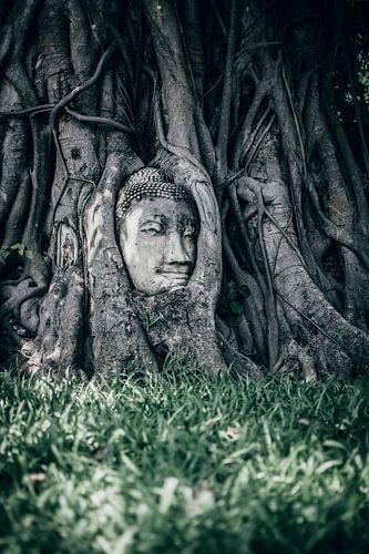 Wat Mahathat, Buddha in tree, Ayutthaya Thailand
