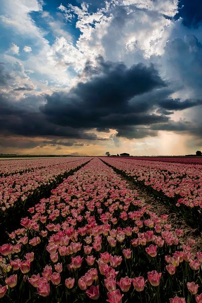 Tulpen in Holland von Gert Hilbink