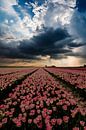 Tulpen in Holland von Gert Hilbink Miniaturansicht