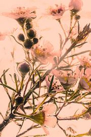 Hoya in Crystal Clear Ice Orange 1