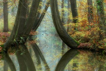 Autumn forest with brook and crooked beech with reflection