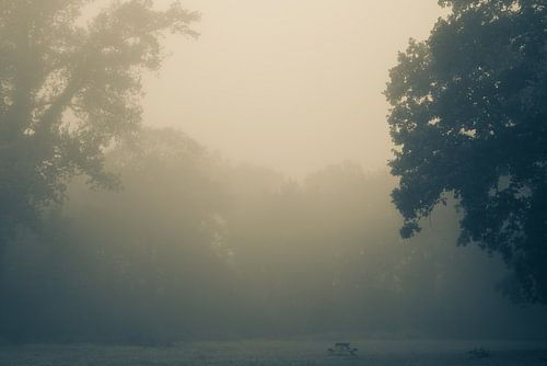 Erwachende Bäume im Morgenlicht. Monochrom.