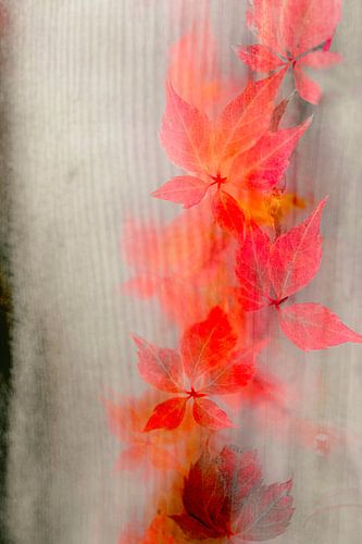 Dubbele belichting van een klimplant in de herfst. Bijvoorbeeld als ingelijste foto of op canvas. van Josine Claasen