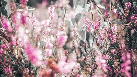 Blumenfeld von Bjorn Brekelmans