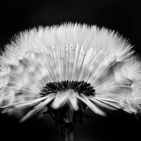 Paardenbloem van Helma Tielemans