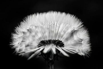 Paardenbloem