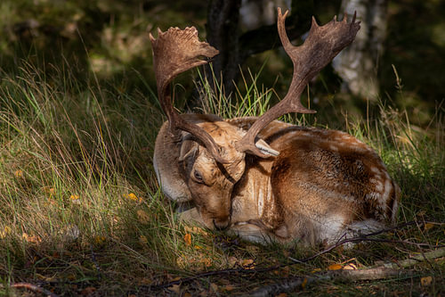 Beautiful photography of Animals in the Netherlands