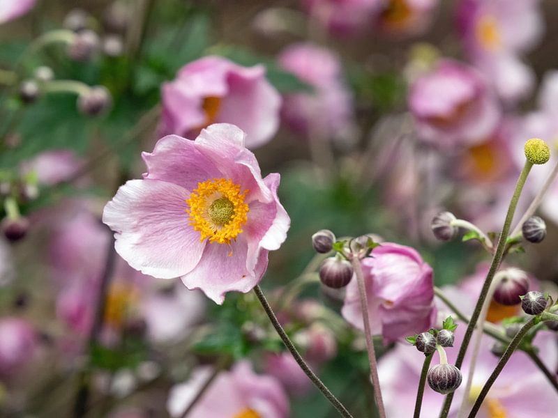 Autumn anemones by Katrin May