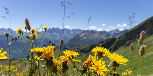 Hochalpine Sommerfarben am Fellhorn von Walter G. Allgöwer