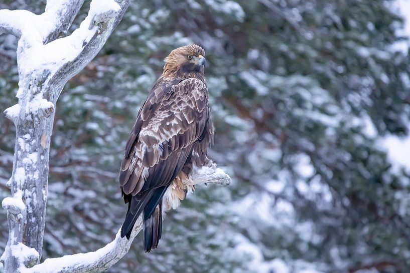 The Golden eagle (Aquila chrysaetos) by Gert Hilbink