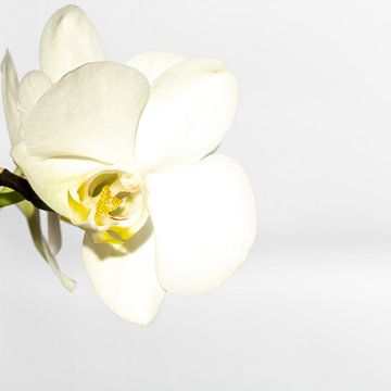 Weiße Orchidee von Nancy Bogaert