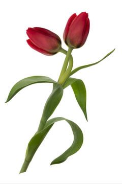 tulip duet by Klaartje Majoor