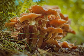 Een paddestoelenfamilie