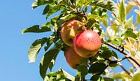 three fresh elstar apples van ChrisWillemsen thumbnail