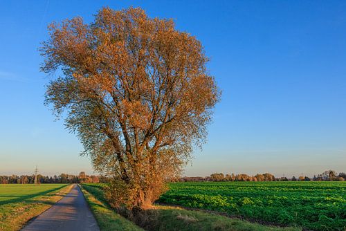 Wunderschöner Baum in abendlicher Herbststimmung