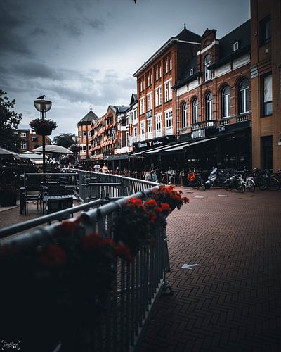 wanneer de hekken worden op gevrolijkt met wat rozen