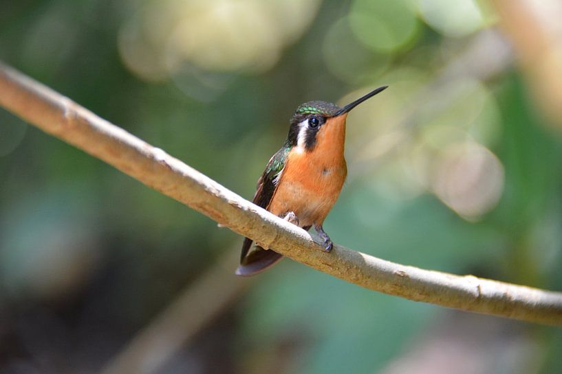 Kolibri in Costa Rica von My Footprints