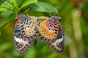 Nahaufnahme Schmetterling auf einem Blatt von Ron Jobing