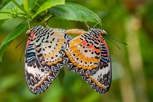 Close up vlinder op een blad