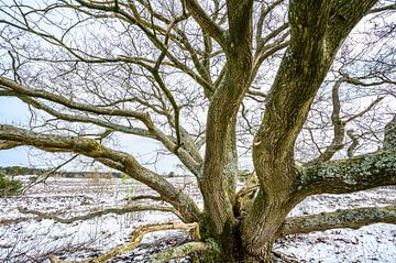 Chêne dans un paysage hivernal enneigé dans les landes sur Sjoerd van der Wal Photographie