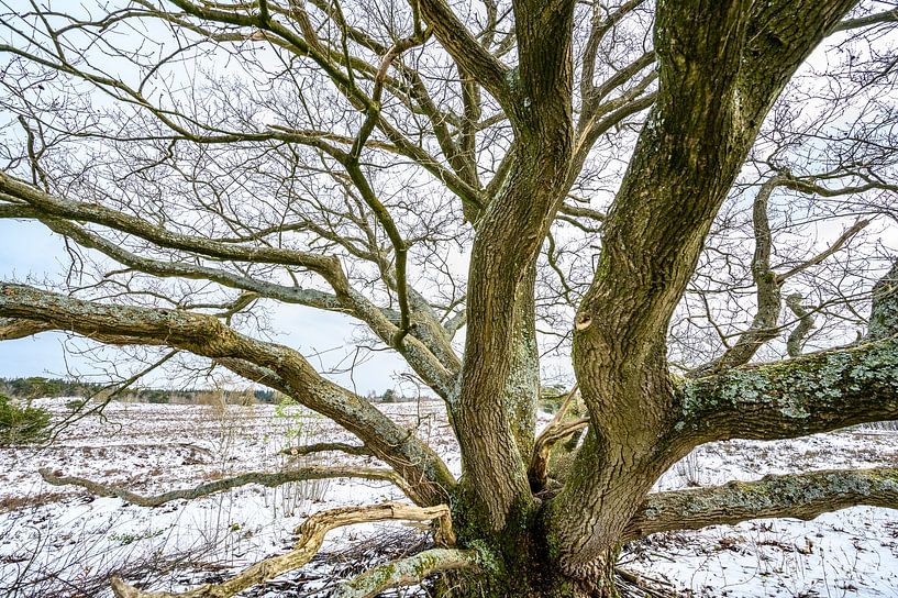Eiche in einer verschneiten Winterlandschaft im Moor von Sjoerd van der Wal Fotografie