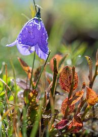 lila Glockenblume mit Tropfen von Alex Neumayer