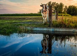 Starende koe by Jo Pixel