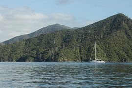 Auf der Suche nach Delfinen von Anne Vermeer