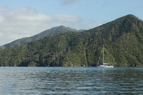 In search of dolphins