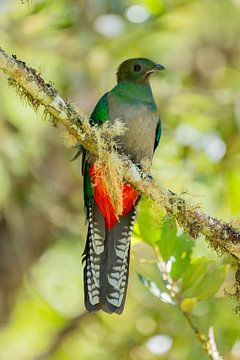 Zeldzame vogel: Quetzal - staand beeld