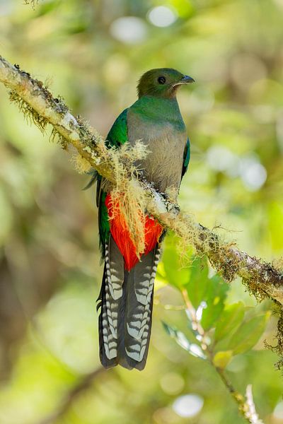 Seltener Vogel: Quetzal - stehendes Bild von Isis van de Put